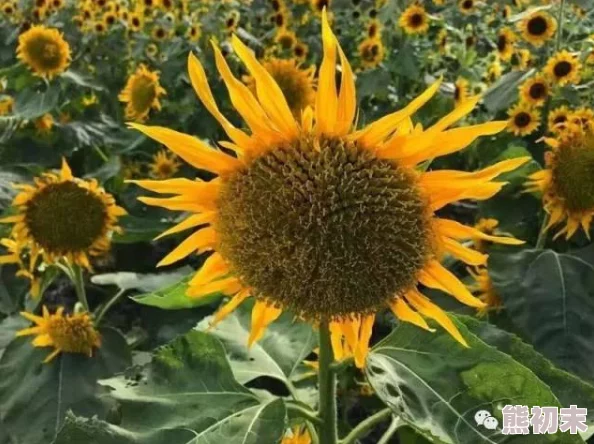 探索天天摸天天碰色综合网的多元魅力与互动体验，感受全新视角的娱乐世界