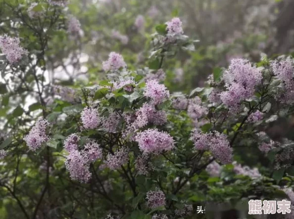 探索色丁香婷婷的魅力：一场关于情感与艺术交织的视觉盛宴，带你领略不一样的心灵之旅