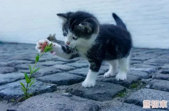 奇妙猫咪与温馨汤品：探索旅行的独特经验与精彩推荐