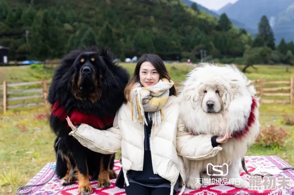 两只藏獒同时进我身体h网友纷纷表示这种情节太过夸张让人难以置信也有人认为这是对宠物关系的另类解读