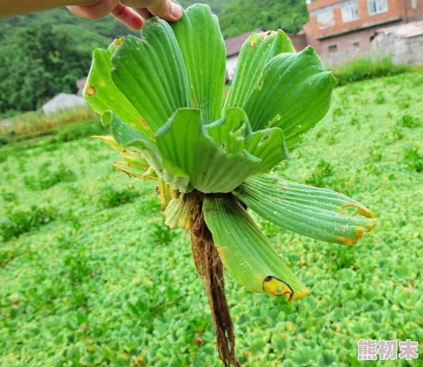 亚洲欧美一区二区三区二厂网友认为该平台内容丰富，更新速度快，但也有用户反映部分资源质量参差不齐，希望能进一步提升