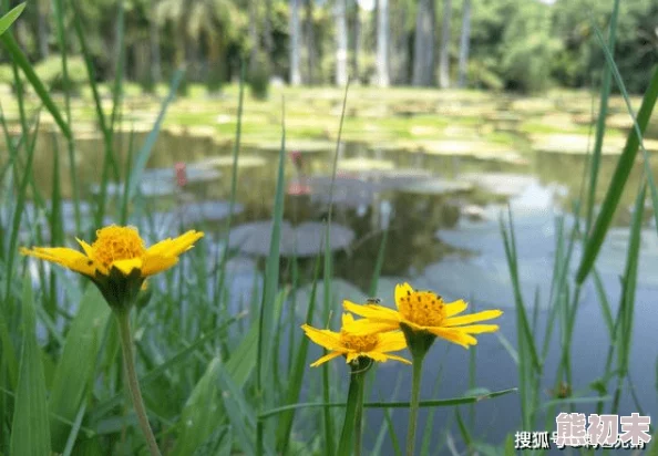 99青草青草久热精品视频，内容丰富多样，让人耳目一新，值得一看！