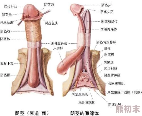 男人鸡扒叉入美女尿道通过积极沟通和理解促进彼此的尊重与信任，共同创造一个和谐友好的社会环境