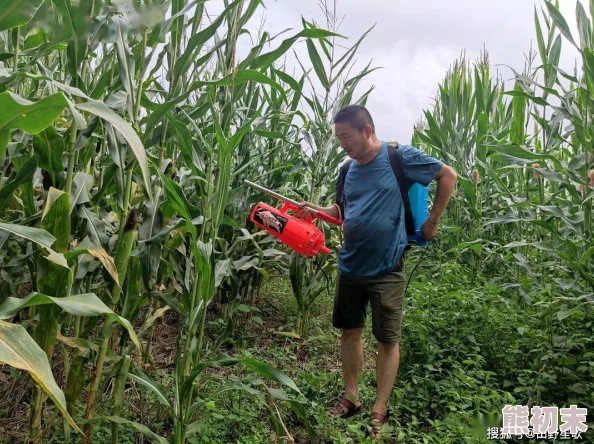 岳肥白熟欲荡乱玉米地最新消息近日，农业专家指出玉米地管理需注意病虫害防治及时施肥以提高产量