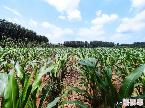 岳肥白熟欲荡乱玉米地最新消息近日，农业专家指出玉米地管理需注意病虫害防治及时施肥以提高产量