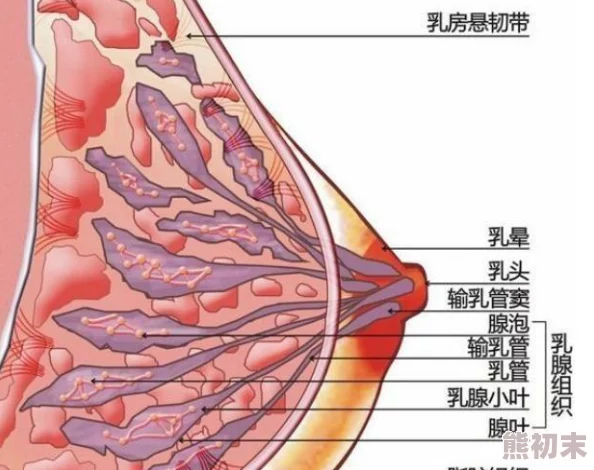 怀孕涨乳高辣h巨h最新研究表明孕期营养对乳房发育影响显著