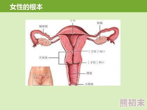 啊插到子宫里了h生活中要注意安全和健康的性行为