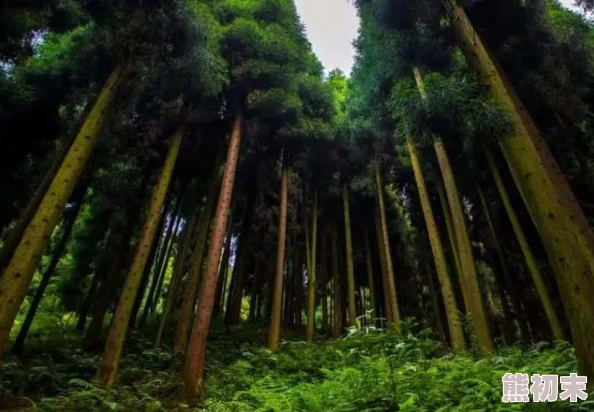 嗯啊轻点视频在线观看，享受生活中的美好瞬间，感受自然的宁静与和谐