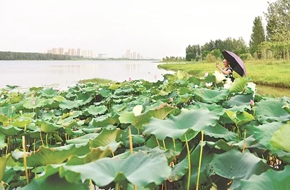 好湿好紧好多水一科学家发现新型水生植物可净化水质并提高湿地生态系统的稳定性