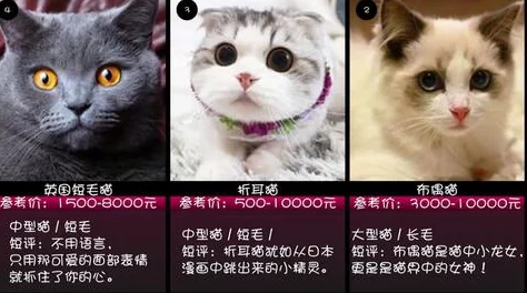 网友热议：怪物猎人中的猫咪哪个颜色最好看？多彩评价集锦！