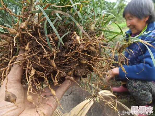 久草免费在线视频提供丰富多样的影视资源满足观众需求