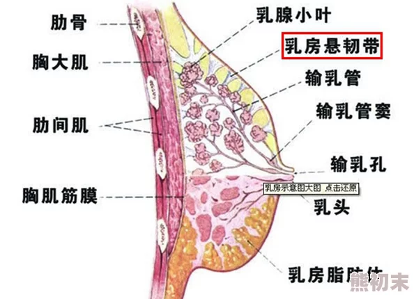 乳摇动态图展示女性胸部在运动时的自然晃动效果，常用于吸引注意力或表达幽默