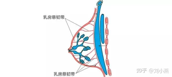 乳摇动态图展示女性胸部在运动时的自然晃动效果，常用于吸引注意力或表达幽默