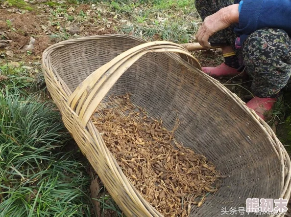 久草的在线视频资源丰富但广告较多用户体验一般