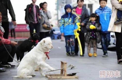 看黄视频免费成都街头现“共享宠物”服务市民可租狗遛弯