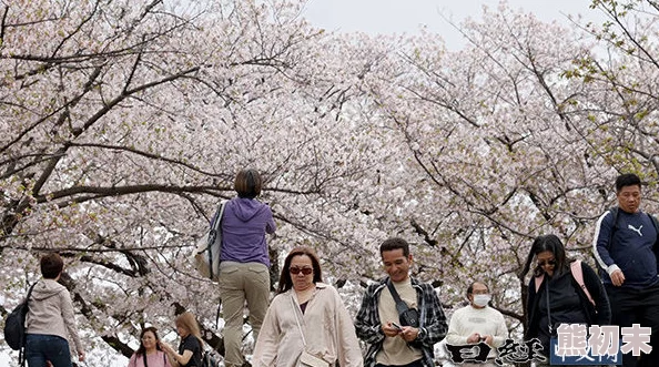 亚洲黄色一级春季旅游热点赏樱花、泡温泉、品美食