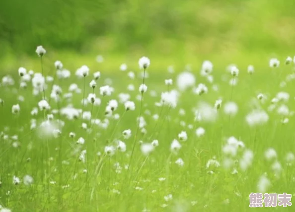 金银花露的小说心怀梦想勇敢追求生活的美好与希望