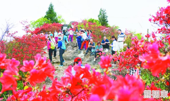 杜鹃传奇近日杜鹃花盛开吸引众多游客前来观赏