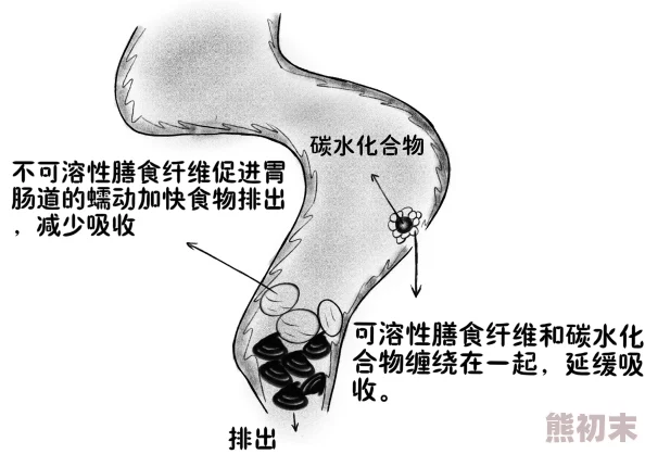 尿道h研究发现尿道健康与饮食密切相关，增加纤维摄入有助于预防相关疾病