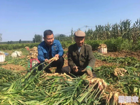 杨民玉米地和粮小说勤奋耕耘收获希望每一粒种子都承载着梦想与未来