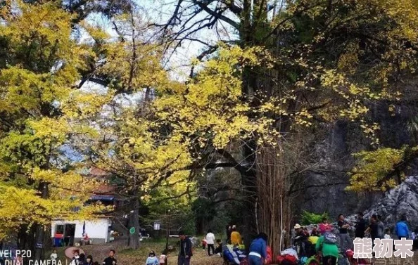 明日之后：揭秘马蜂窝的惊人用途！独家攻略教你如何轻松获得并解锁隐藏惊喜！