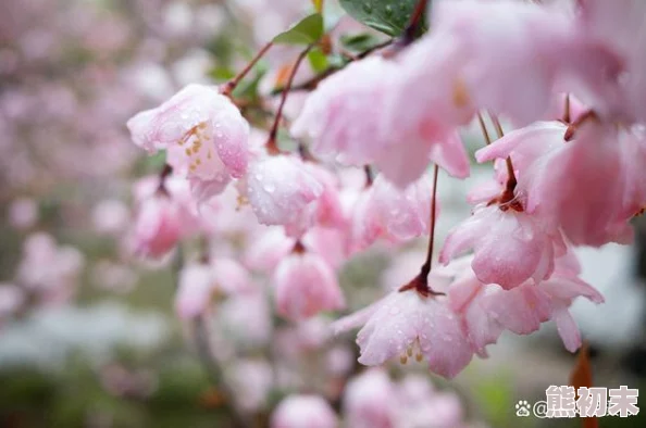 91风月海棠好雨时节心怀希望勇敢追梦迎接美好未来