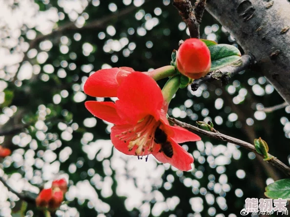 91风月海棠好雨时节心怀希望勇敢追梦迎接美好未来