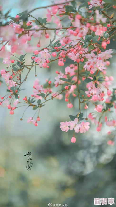 91风月海棠好雨时节心怀希望勇敢追梦迎接美好未来