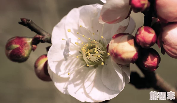 三月花春暖花开心怀希望勇敢追梦