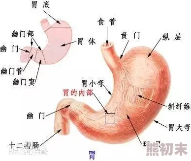 尿口videos极度扩张最新研究显示该现象在特定人群中更为普遍