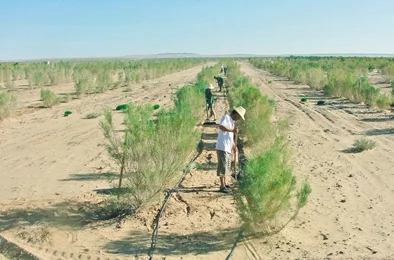 色姆姆沙漠绿化工程取得阶段性进展累计种植梭梭树超十万株有效改善当地生态环境