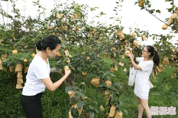 女人地男人梨种植技术取得突破果实更大更甜产量预计翻番