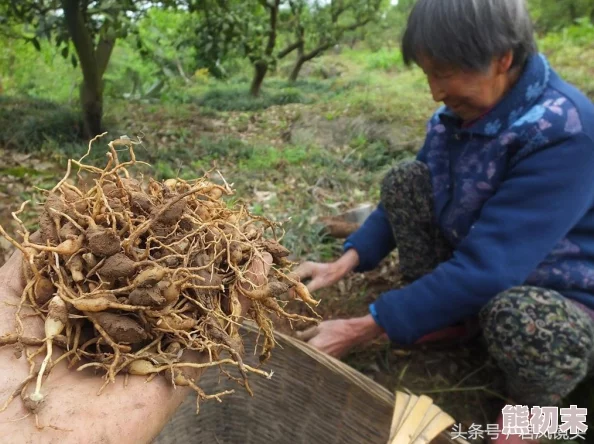 久草免费线资源站服务器升级维护中预计24小时内恢复访问