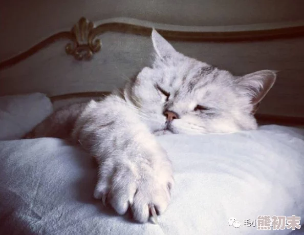 小东西几天没做怎么喷的到处都是听说隔壁老王家的猫也这样是不是用了他新买的猫粮