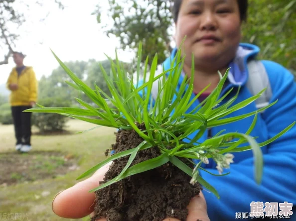 九九草网友称其生命力顽强是优良牧草可作饲料