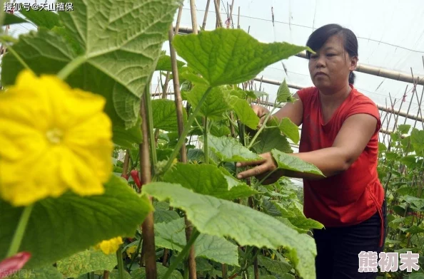 黄瓜视频官网最新鲜的黄瓜种植技巧与视频分享