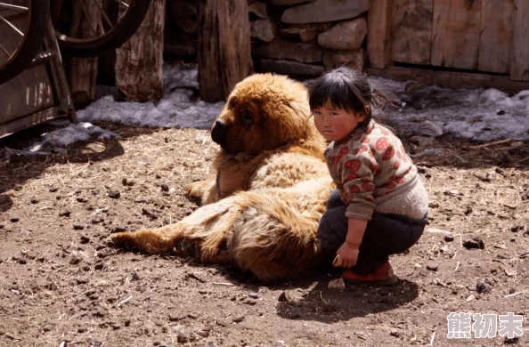 藏獒开了我的花苞少女讲述与爱犬的感人故事引发网友热议