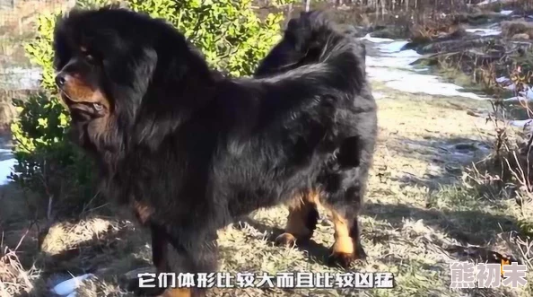 藏獒开了我的花苞少女讲述与爱犬的感人故事引发网友热议