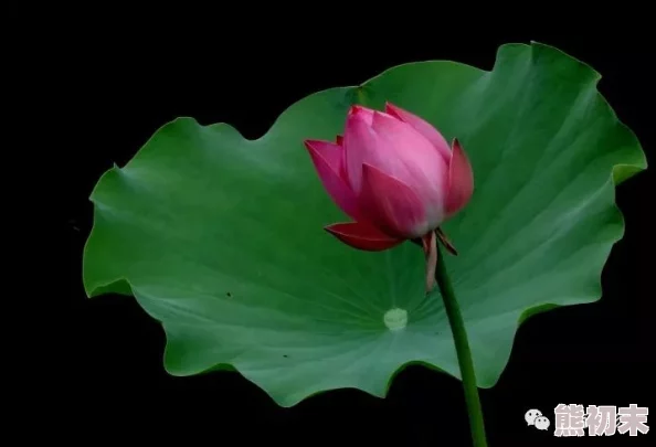 荷花淤泥中生长花期短暂易生虫害观赏性受天气影响