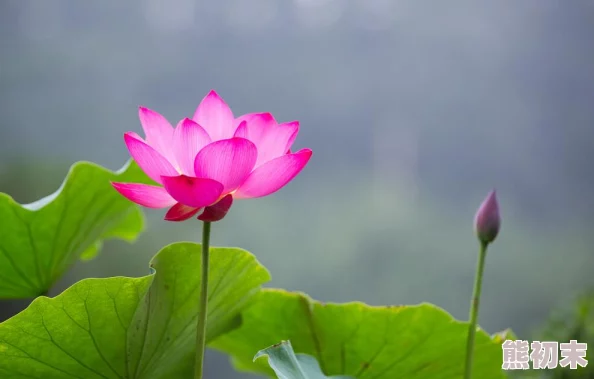 荷花淤泥中生长花期短暂易生虫害观赏性受天气影响