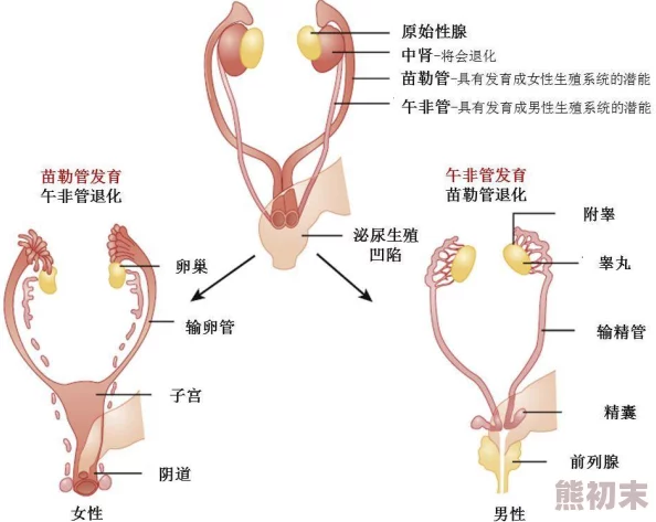 男插女下面生理结构与性行为探索分析