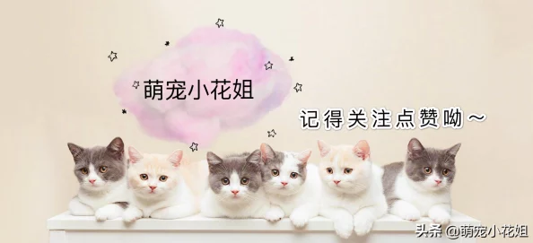 小花喵疑似与隔壁老王的橘猫恋爱街头亲密互动被拍