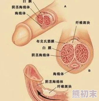 猛男勃起1069为什么像病毒一样传播为何大家都在谈论它