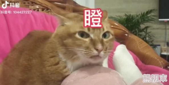 柚子猫为何如此流行因为其独特的魅力和丰富的表情包让人爱不释手