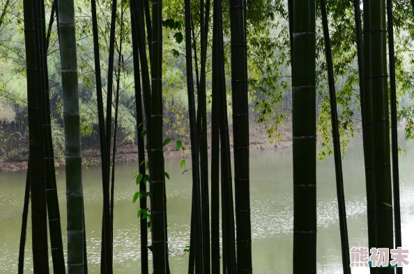 烟雨江湖翠竹采集点揭秘：凤鸣集与成都竹林爆料