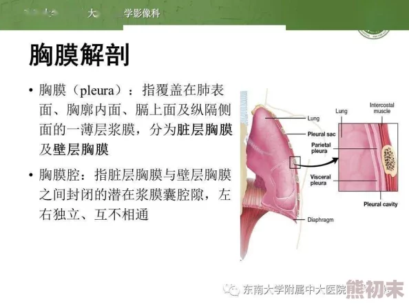 揉胸膜下缓解疼痛新方法有助改善呼吸功能提高生活质量