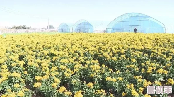 和平精英淡雅花蕊获取方法详解，轻松获得稀有皮肤