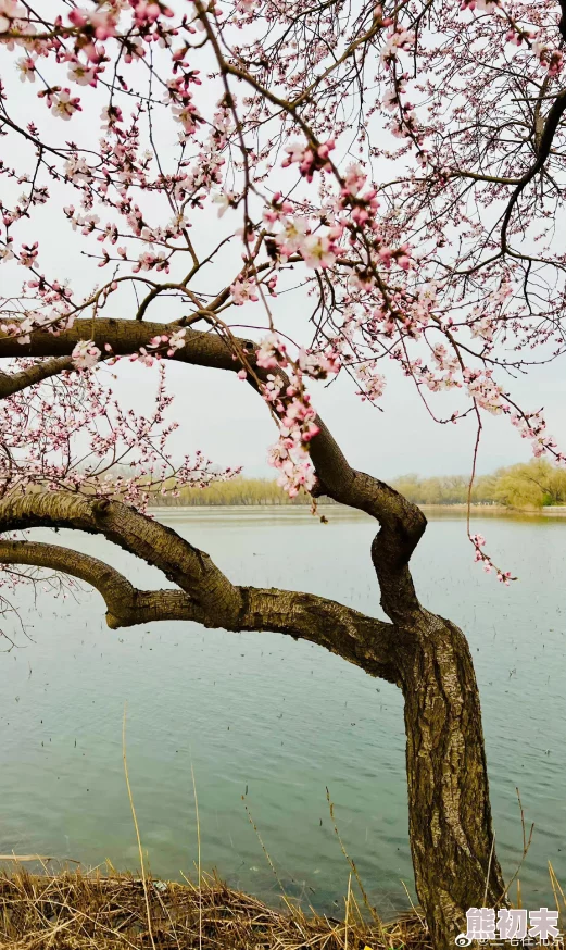 桃花师镇幽攻略详解：镇幽加点与技能搭配指南